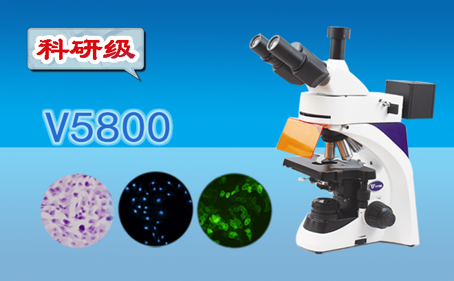熒光生物香蕉视频91色版.png