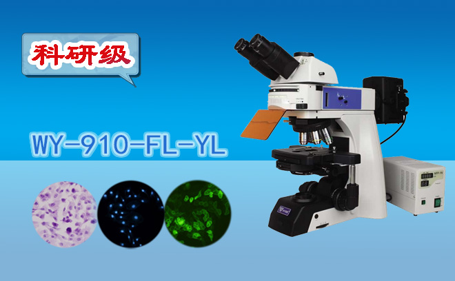 熒光香蕉视频91色版不適合觀察活細胞，對嗎？